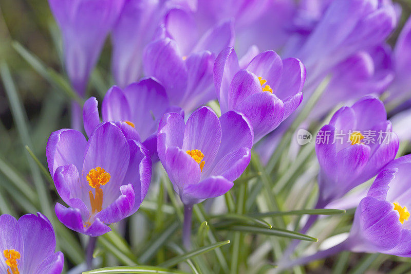 紫色春番红花(C. vernus)在特写